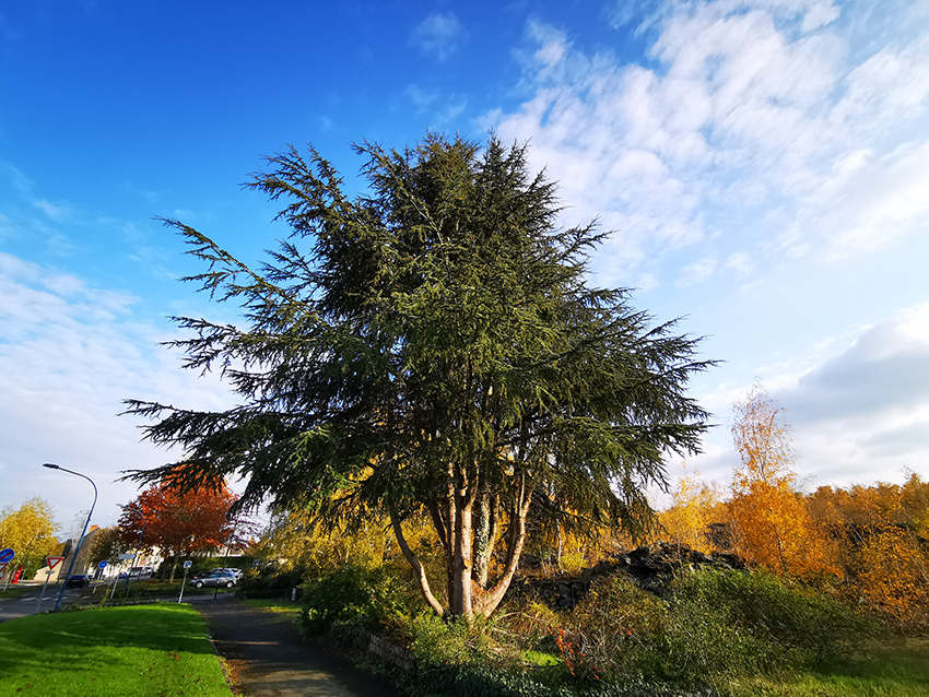 Image de l'évènement Contribuez à identifier les arbres remarquables de Trélazé !