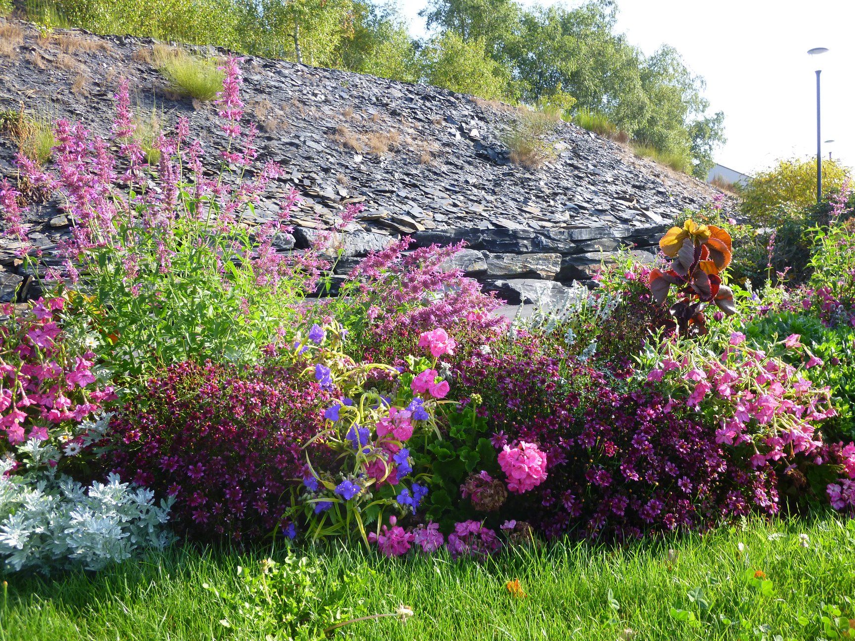 Image de l'article Lancement des inscriptions pour le concours Trélazé Fleuri