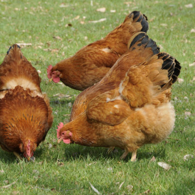 Photo de l'article Influenza aviaire : contrôle temporaire renforcé
