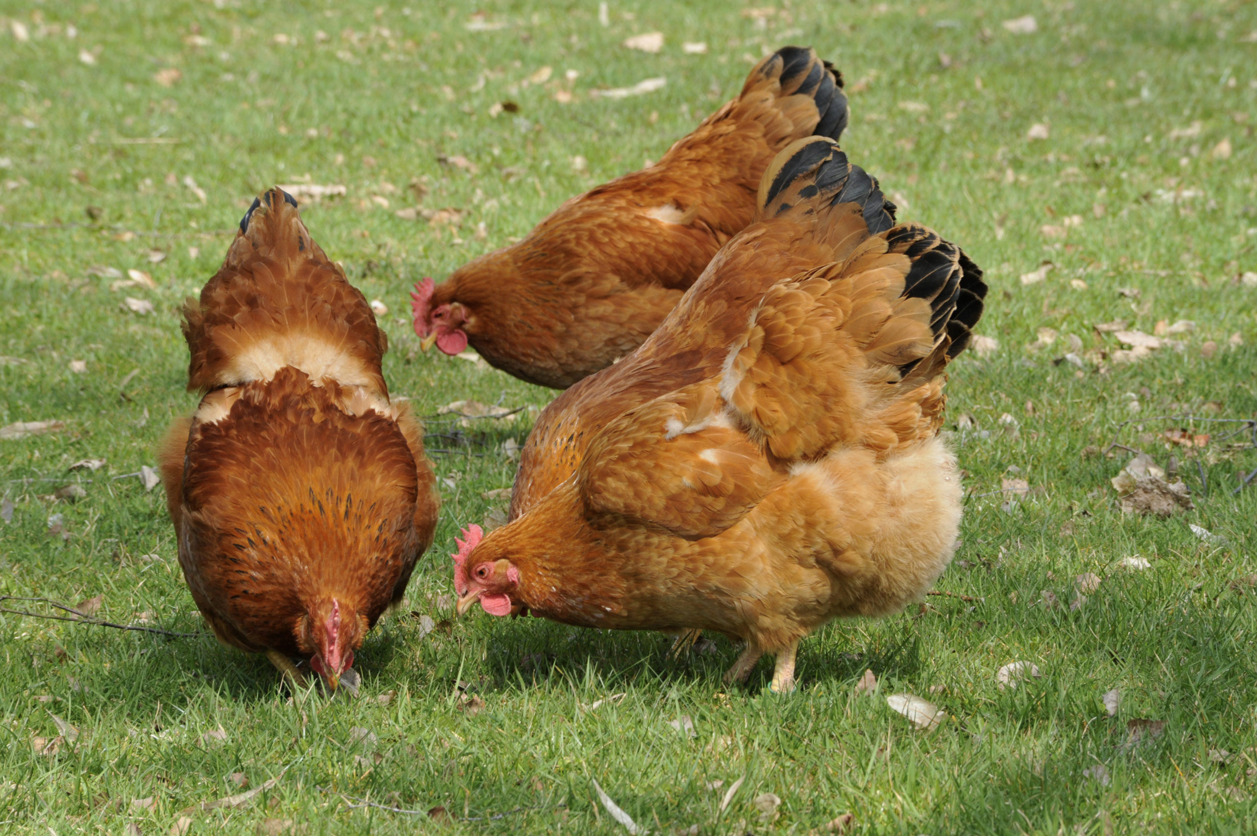 Image de l'article Influenza aviaire : contrôle temporaire renforcé