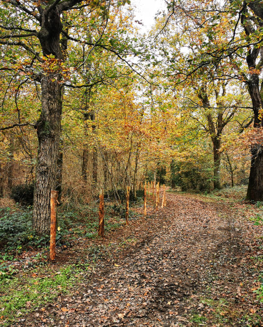 Image de l'article Le bois de la Quantinière sécurisé