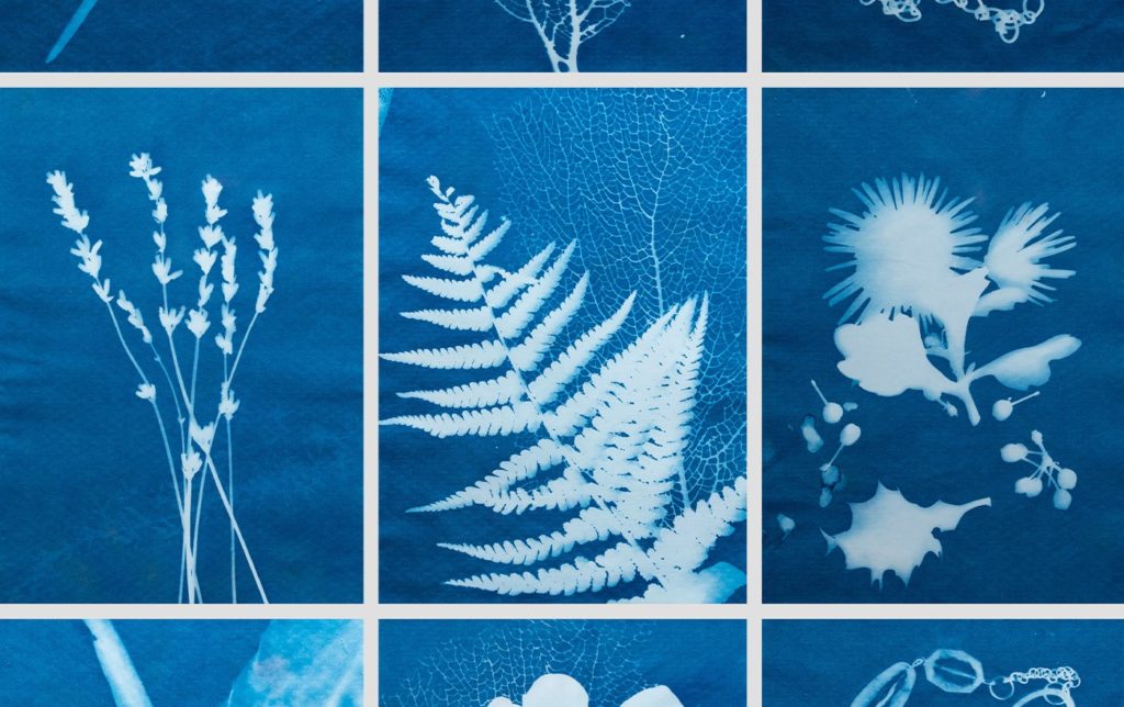Image de l'article Création de cyanotypes