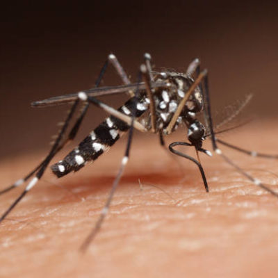 Photo de l'article Trélazé : l’ARS déploie une opération de lutte antivectorielle après un cas de dengue