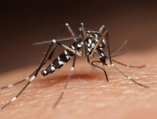 Image de l'article Trélazé : l’ARS déploie une opération de lutte antivectorielle après un cas de dengue