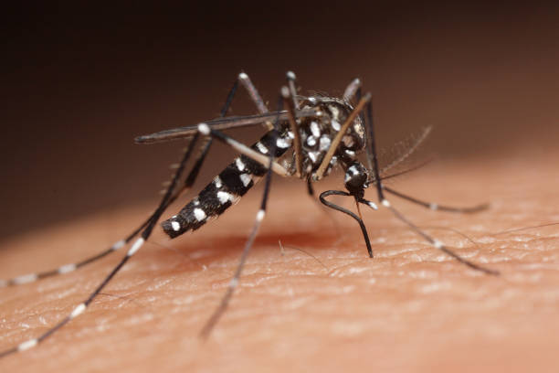 Image de l'article Trélazé : l’ARS déploie une opération de lutte antivectorielle après un cas de dengue