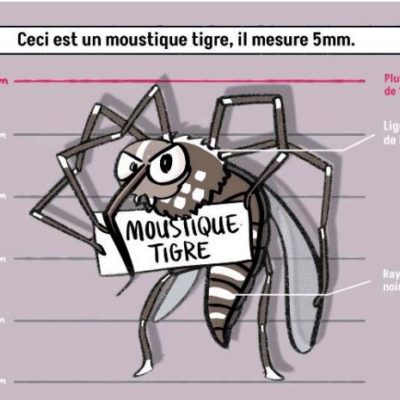 Photo de l'article Agissons tous contre les moustiques-tigres