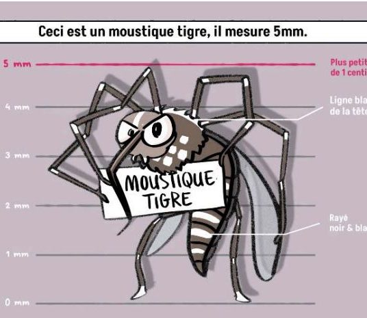 Image de l'article Agissons tous contre les moustiques-tigres