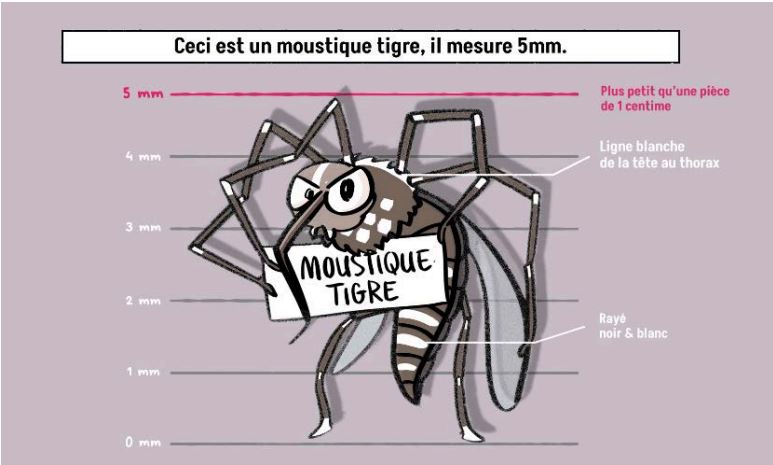 Image de l'article Agissons tous contre les moustiques-tigres