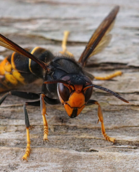 Image de l'article Un temps d&rsquo;informations pour lutter contre le frelon asiatique